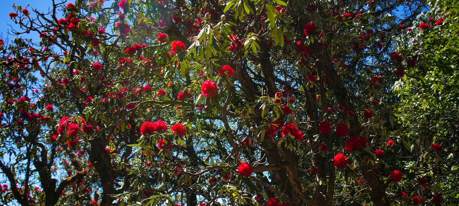 Nag Tibba Weekend Trek